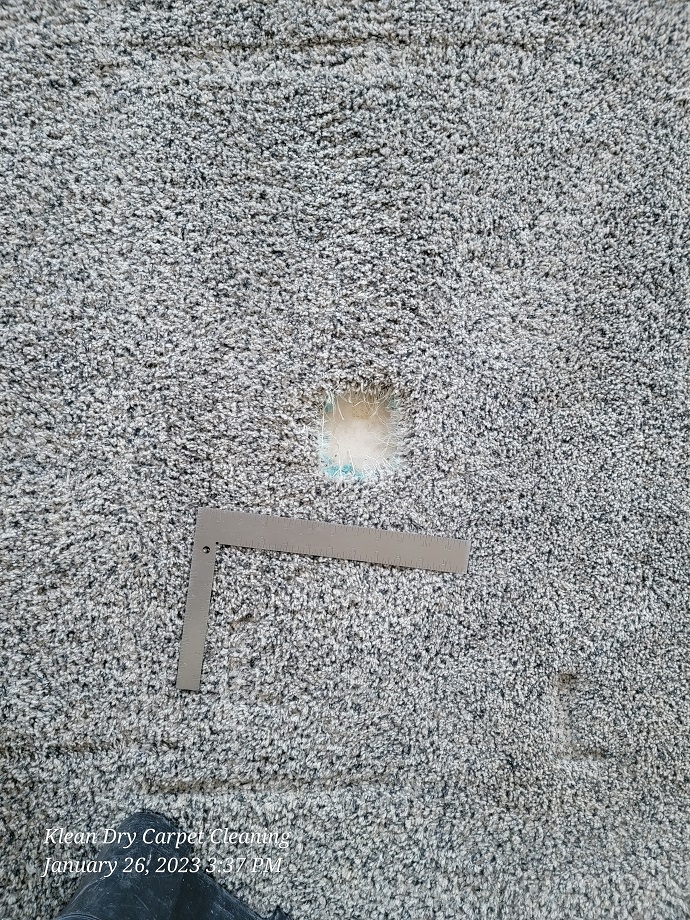 Carpet Patching The Best Solution for Damaged Carpet From A Dog